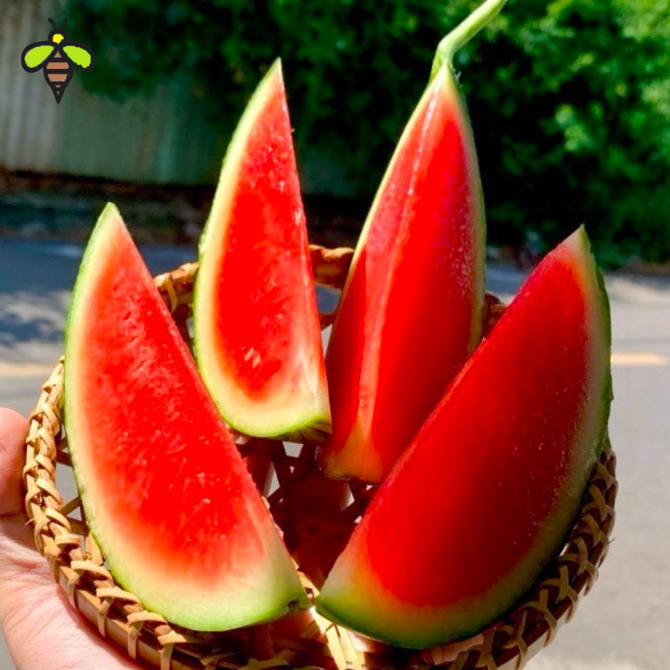 Dưa Hấu Baby Crimson Dưa Hấu Baby Crimson