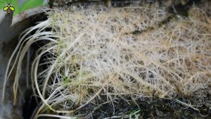 Kỹ thuật siết nước kích rễ