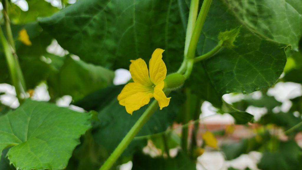 CalBo cho dưa lưới