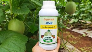Sử dụng phân bón SISAM