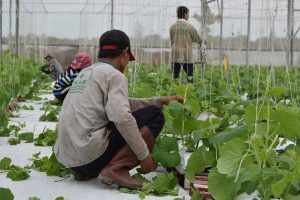 Mô hình và kinh nghiệm trồng dưa lưới nhà màng