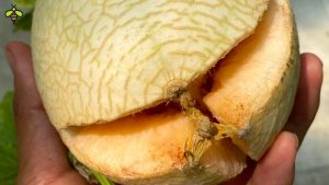Hiện tượng bị nứt trái