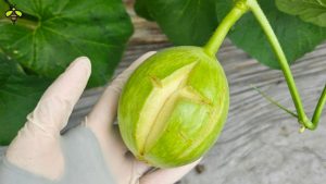 Hiện tượng bị nứt trái