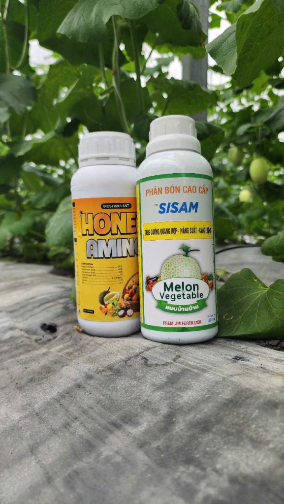 Sisam tăng cường quang hợp