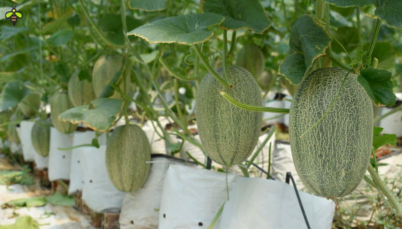 Một cây dưa lưới nên để mấy quả?