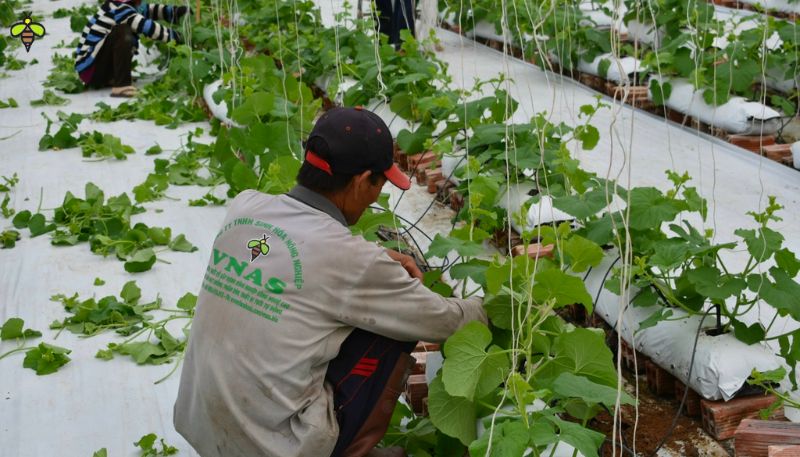 Một cây dưa lưới nên để mấy quả?