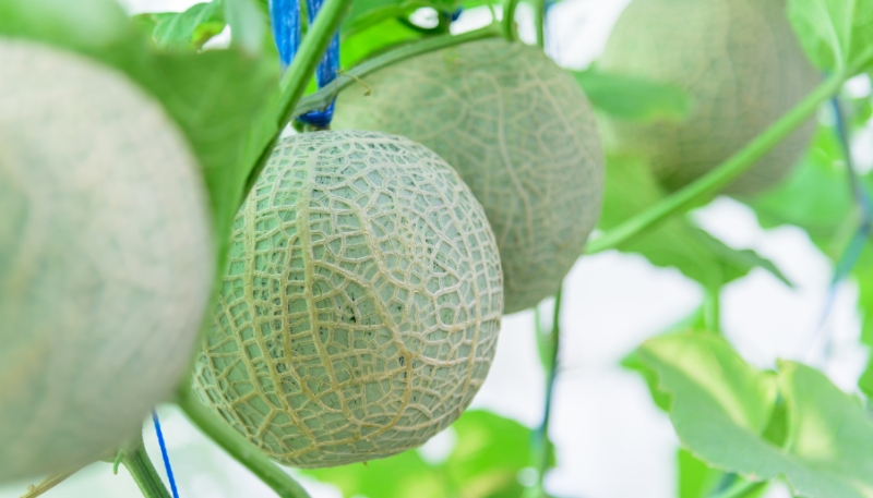 Lời khuyên dành cho bà con