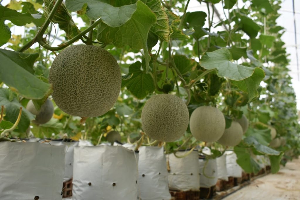GA4 - KÍCH THÍCH TĂNG TRƯỞNG DƯA LƯỚI
