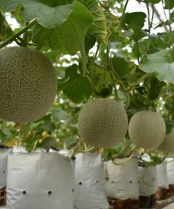 quy trình dưa lưới TL3