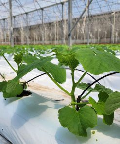 Hướng dẫn xử lý thanh giá thể Growbag