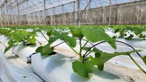 Hướng dẫn xử lý thanh giá thể Growbag