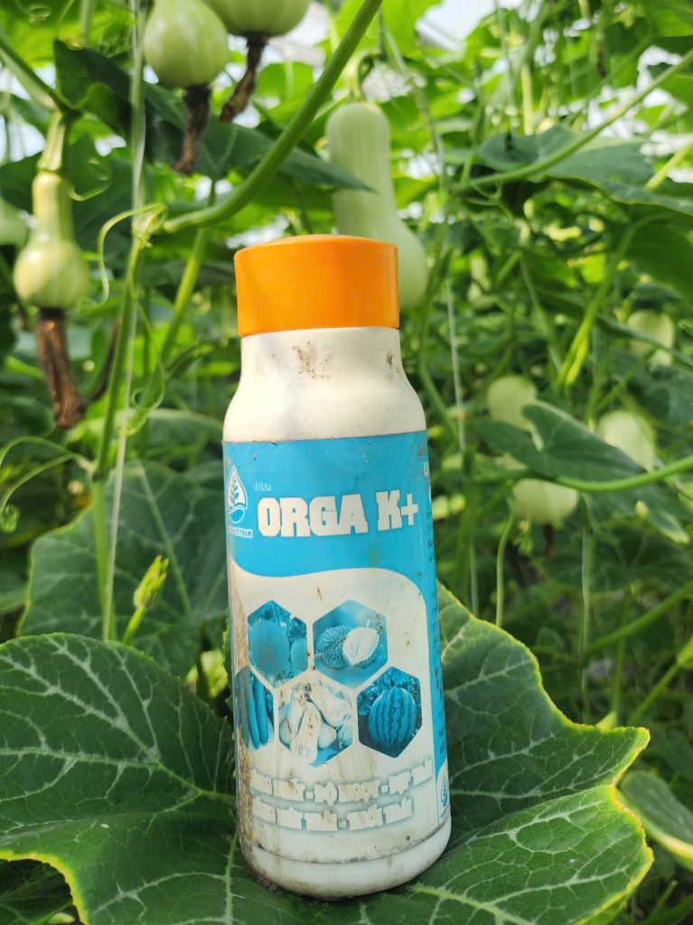 HƯỚNG DẪN TRỒNG BÍ HẠT ĐẬU OMEGA NĂNG SUẤT