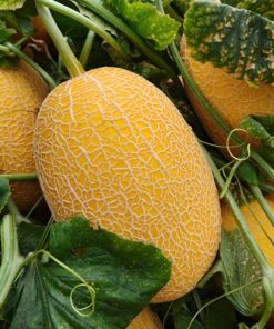 dưa lưới VA95 sử dụng quy trình phân AB POTA