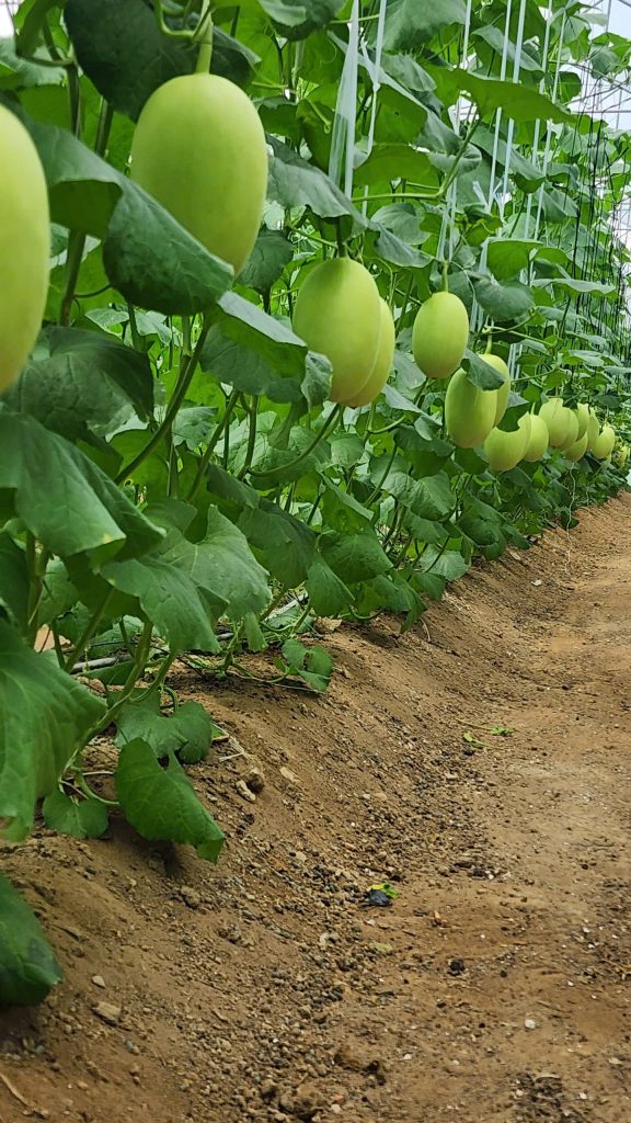 thụ phấn dưa lưới bằng dung dịch KT30