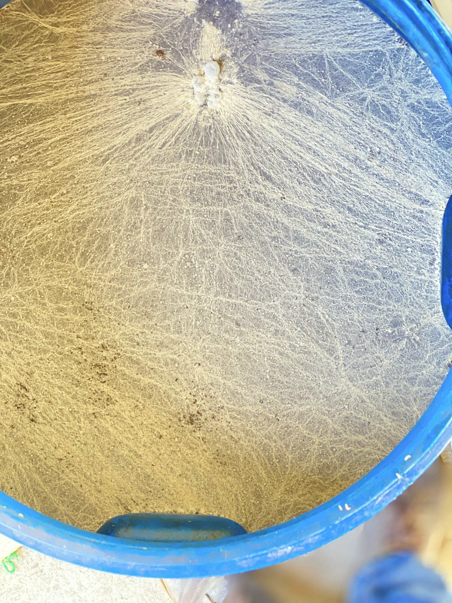 357547821_280985871268598_5998894187527444439_n Bacillus Subtilis