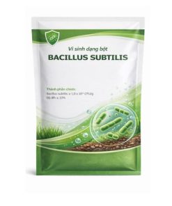 bacillus subtilis