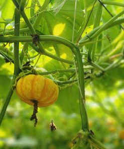 BÍ SAP MẬT