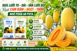 hướng dẫn tăng tăng trọng dưa lưới phân AB POTA