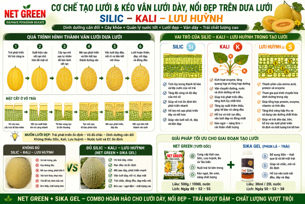 tạo lưới dưa lưới
