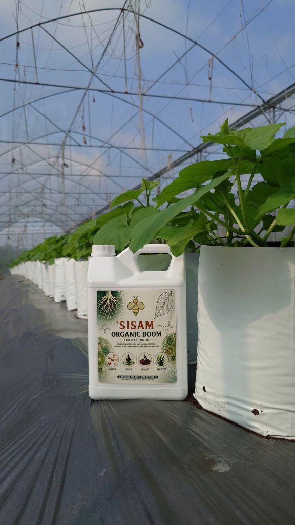 SISAM ORGANIC BOOM