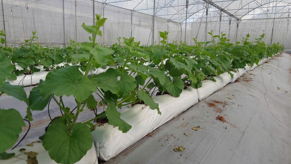 Hướng dẫn xử lý thanh giá thể Growbag VNAS trước khi trồng